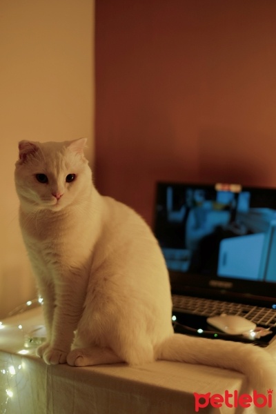 Scottish Fold, Kedi  Zeus fotoğrafı