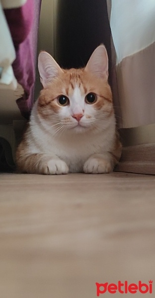 Sarman, Kedi  Köfte Can fotoğrafı