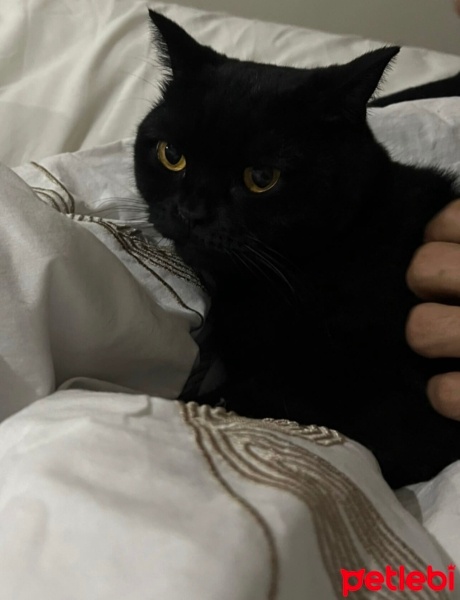 Brazilian Shorthair, Kedi  GECE fotoğrafı