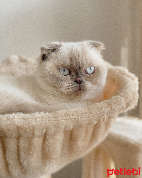 Scottish Fold, Kedi  Nazlı fotoğrafı