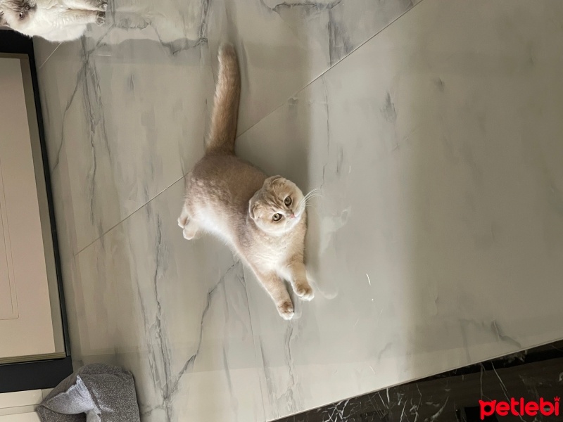 Scottish Fold, Kedi  Mia fotoğrafı