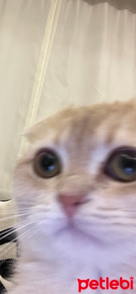 Scottish Fold, Kedi  Mia fotoğrafı