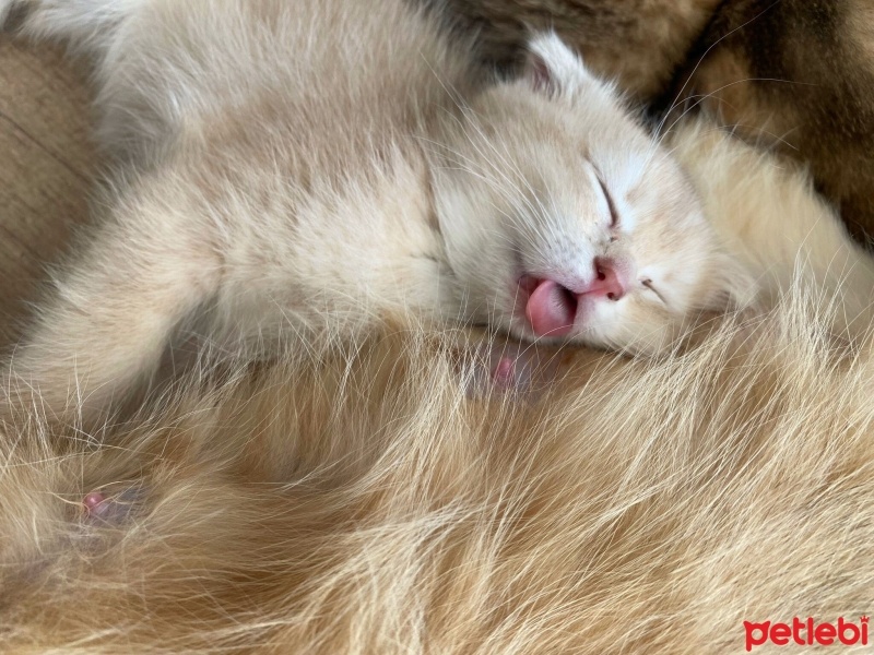 Scottish Fold, Kedi  Mia fotoğrafı
