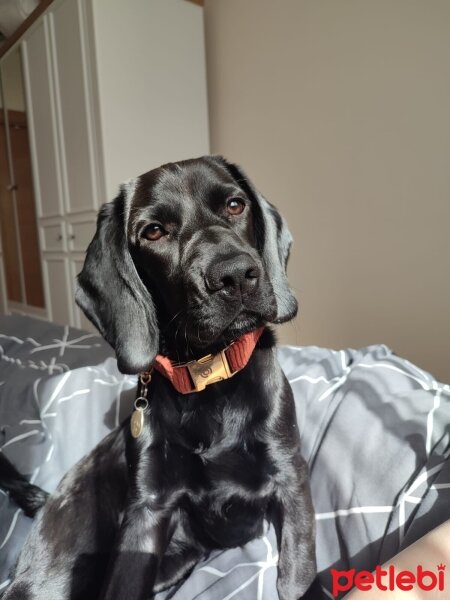 İngiliz Cocker Spaniel, Köpek  Luna fotoğrafı