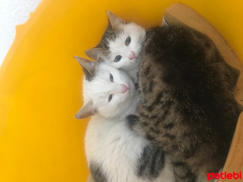 Tekir Kedi, Kedi  Küçük fotoğrafı