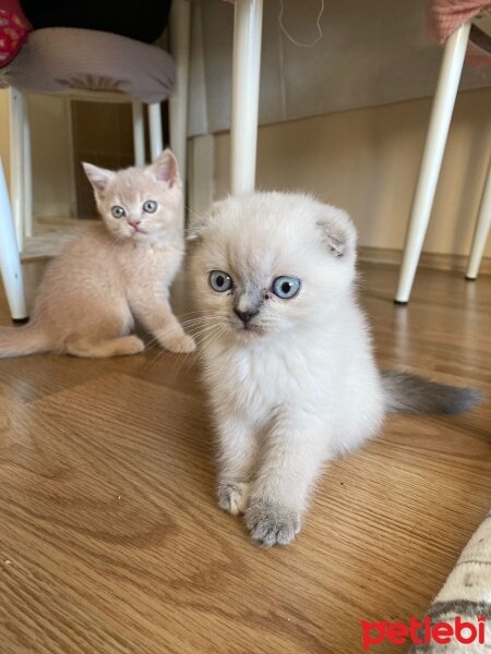 Scottish Fold, Kedi  Ev kedisi fotoğrafı