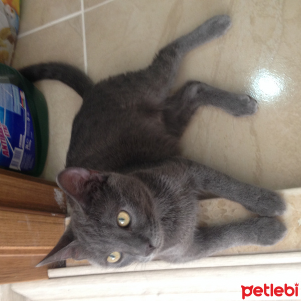 Mavi Rus, Kedi  Duman fotoğrafı