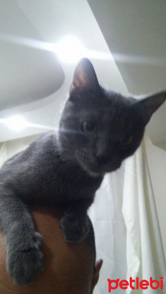 Mavi Rus, Kedi  Duman fotoğrafı