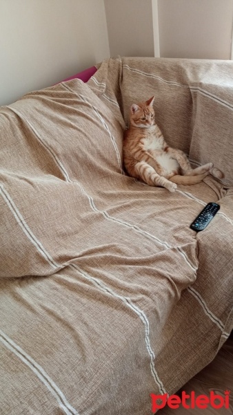 British Shorthair, Kedi  Piksel fotoğrafı