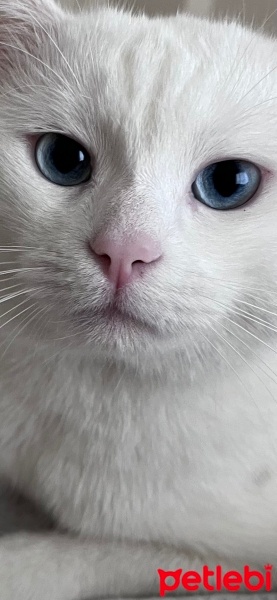 Van Kedisi, Kedi  Şafak fotoğrafı