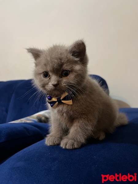 British Shorthair, Kedi  Mars fotoğrafı