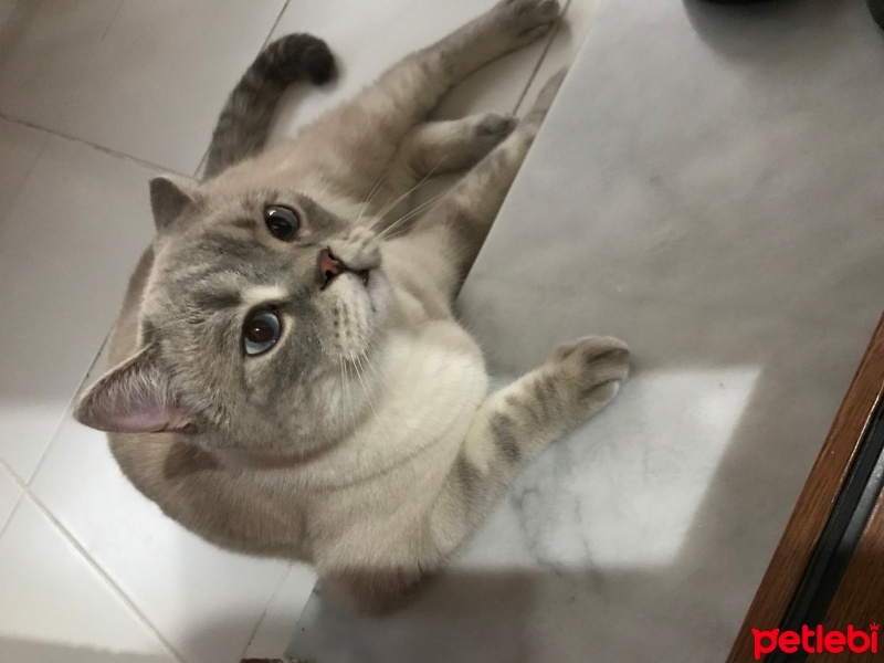 British Shorthair, Kedi  Mocha fotoğrafı