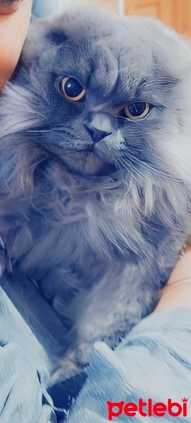 British Longhair, Kedi  Kitty fotoğrafı