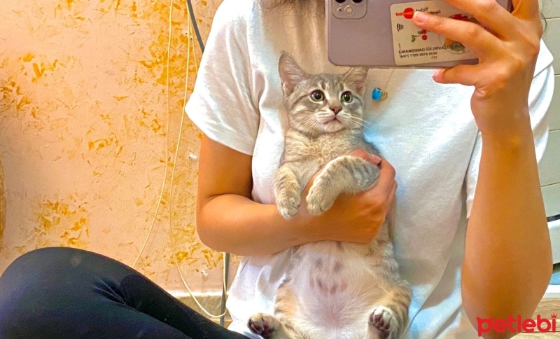 Tekir Kedi, Kedi  Oskar fotoğrafı