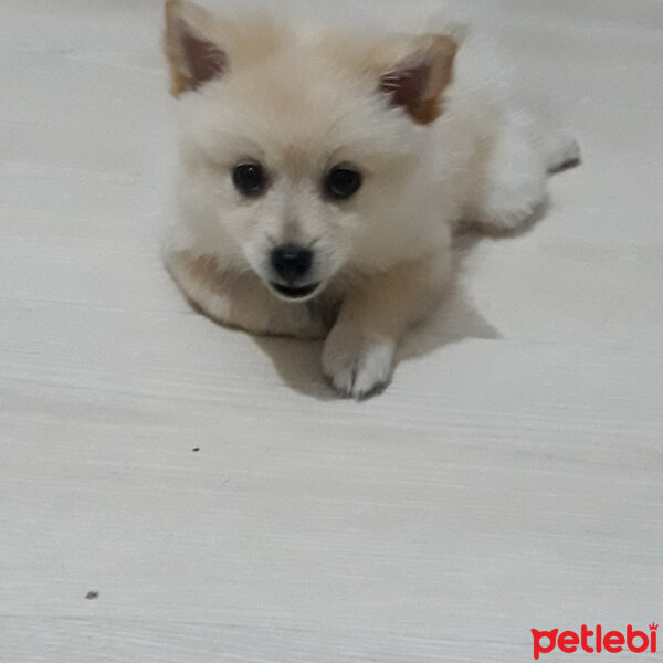 Pomeranyalı, Köpek  Şila fotoğrafı