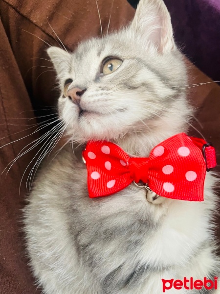 Tekir Kedi, Kedi  Yavru Şila. Sahiplendirme fotoğrafı