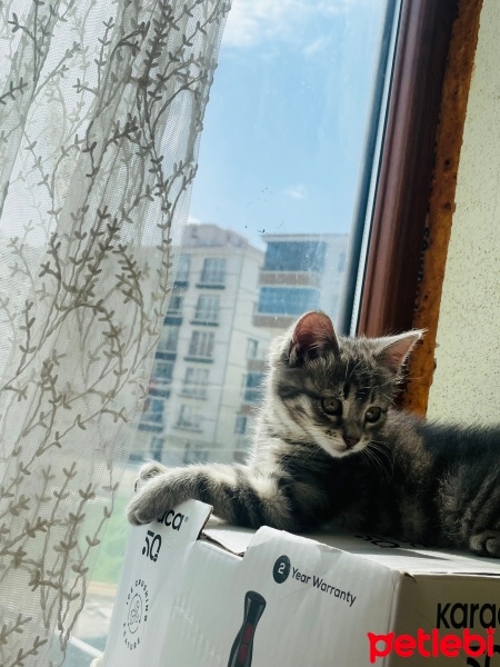 Tekir Kedi, Kedi  Yavru Şila. Sahiplendirme fotoğrafı