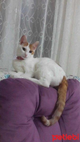 Tekir Kedi, Kedi  Mia fotoğrafı