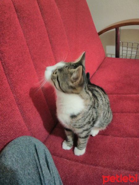Tekir Kedi, Kedi  Gırgır (tuvaleti de yanında verilecektir :)  fotoğrafı
