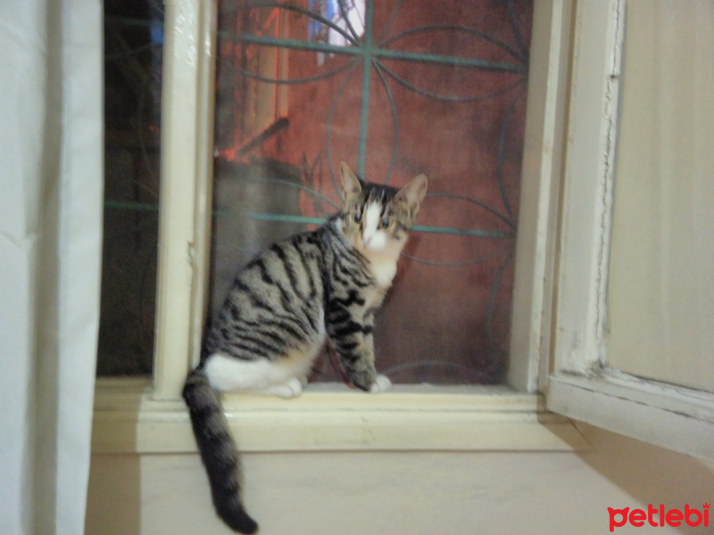 Tekir Kedi, Kedi  Gırgır (tuvaleti de yanında verilecektir :)  fotoğrafı