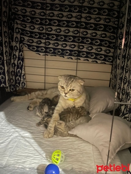 Scottish Fold, Kedi  Mars fotoğrafı