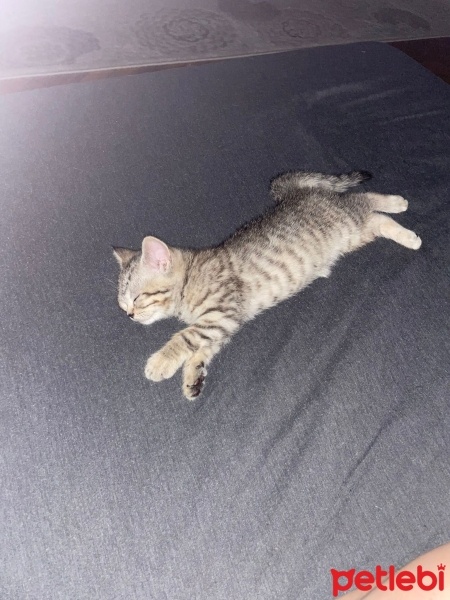 Scottish Fold, Kedi  Mars fotoğrafı