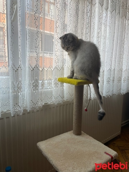 Scottish Fold, Kedi  Mars fotoğrafı