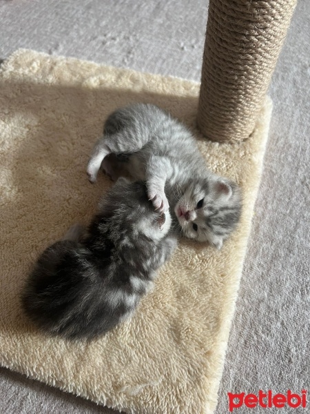 Scottish Fold, Kedi  Mars fotoğrafı