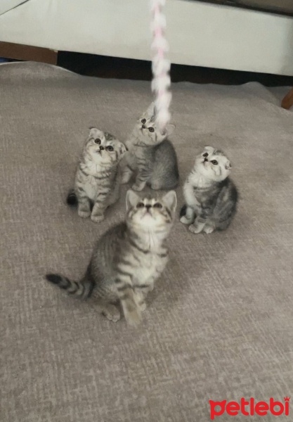 Scottish Fold, Kedi  Mars fotoğrafı