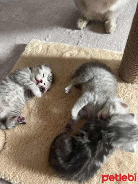 Scottish Fold, Kedi  Mars fotoğrafı