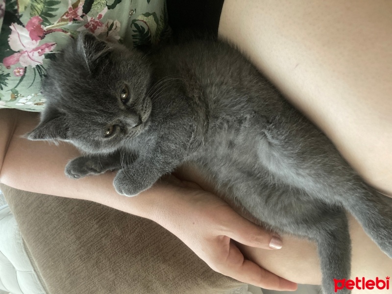 British Shorthair, Kedi  Adı yok fotoğrafı