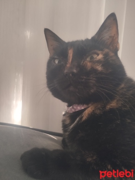 Tekir Kedi, Kedi  Kömür fotoğrafı