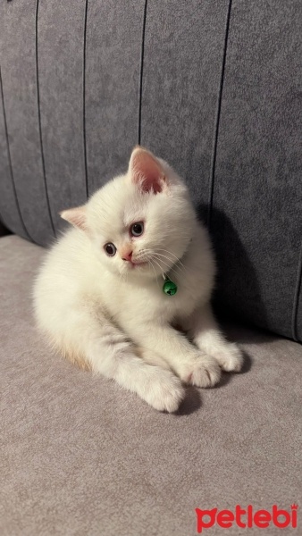 British Shorthair, Kedi  Arto fotoğrafı