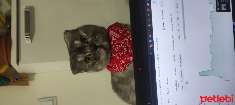 Scottish Fold, Kedi  Isla fotoğrafı