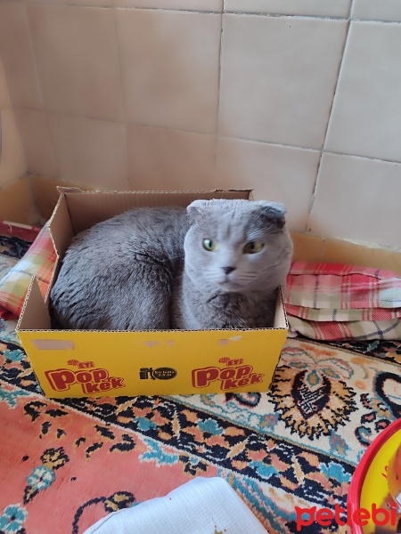 Scottish Fold, Kedi  Duman fotoğrafı