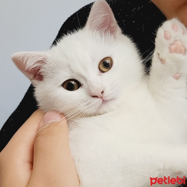 British Shorthair, Kedi  Mia fotoğrafı