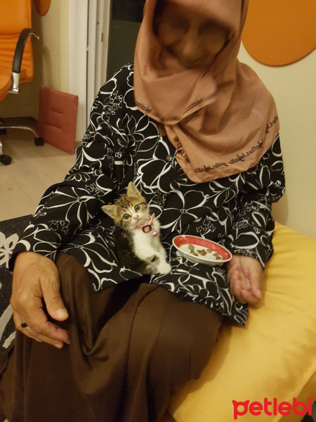 Tekir Kedi, Kedi  Minnoş fotoğrafı