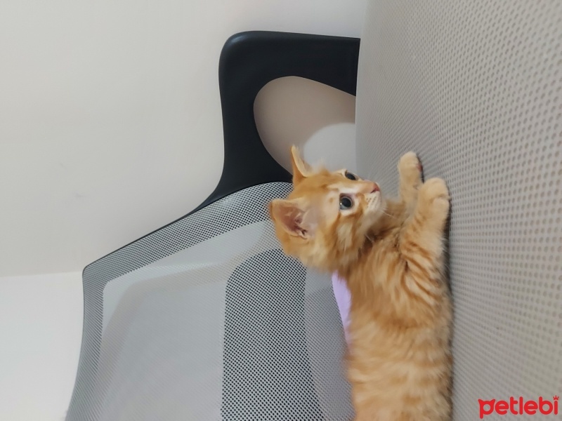 Sarman, Kedi  Orçun Yoda fotoğrafı