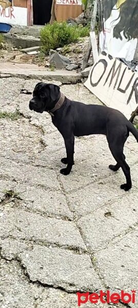 Cane Corso Italiano, Köpek  HERA 1 YASINDA İSTANBUL KAĞITHANE 📌 fotoğrafı