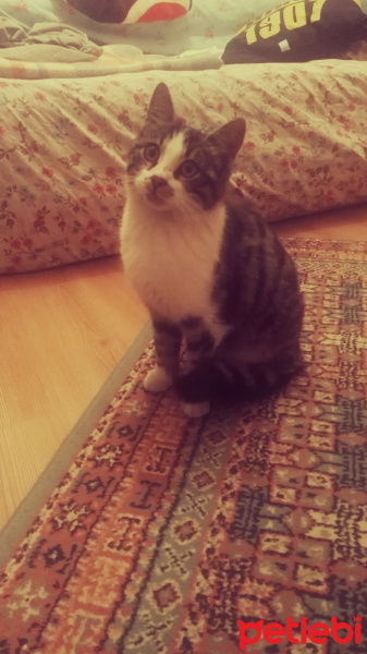 Tekir Kedi, Kedi  Paşa fotoğrafı