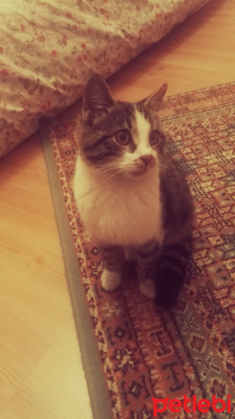 Tekir Kedi, Kedi  Paşa fotoğrafı