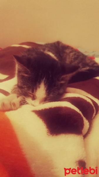 Tekir Kedi, Kedi  Paşa fotoğrafı