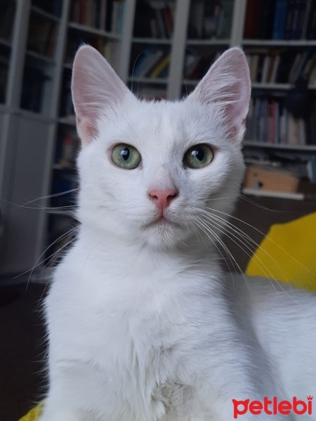 Tekir Kedi, Kedi  Timba fotoğrafı