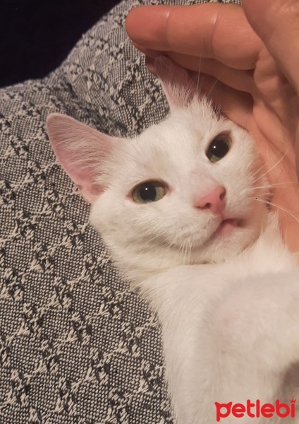 Tekir Kedi, Kedi  Timba fotoğrafı