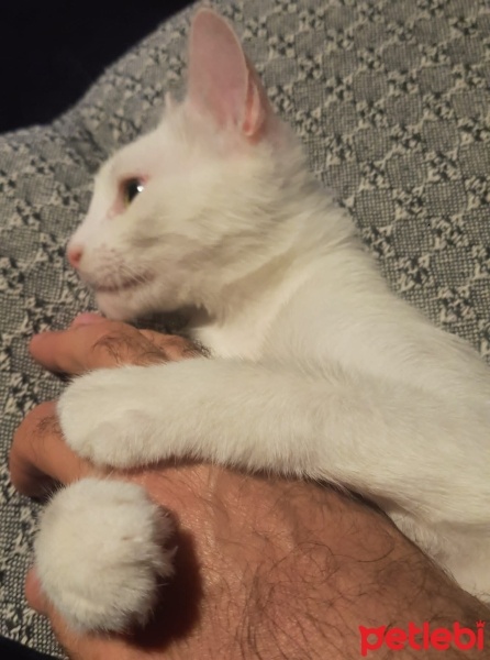 Tekir Kedi, Kedi  Timba fotoğrafı