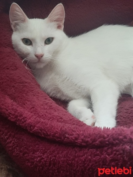 Tekir Kedi, Kedi  Timba fotoğrafı