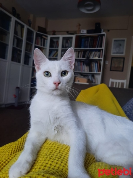 Tekir Kedi, Kedi  Timba fotoğrafı