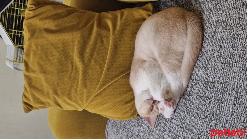British Shorthair, Kedi  Mamuş fotoğrafı