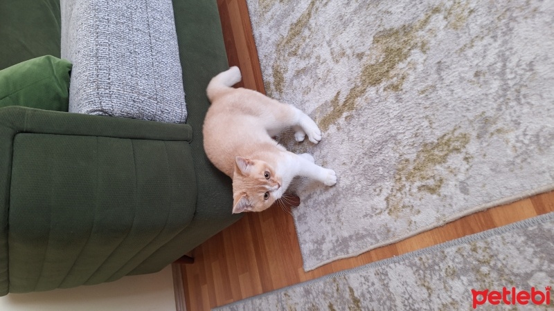 British Shorthair, Kedi  Mamuş fotoğrafı