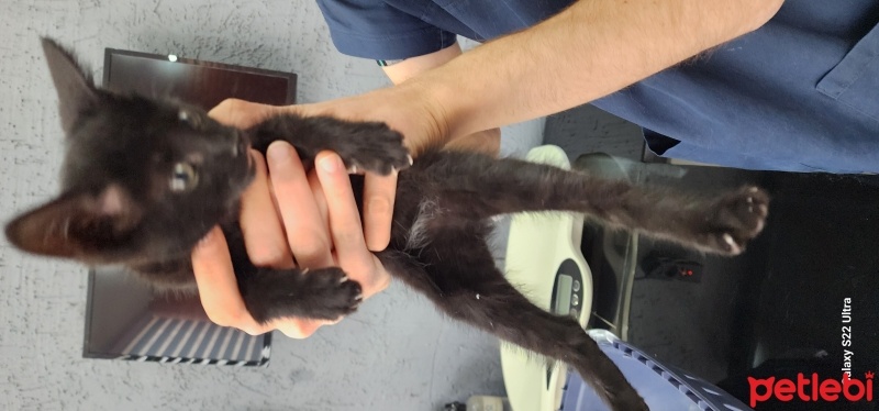 Tekir Kedi, Kedi  Zeytin fotoğrafı